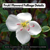 Melastoma (White) (Melastoma malabathricum) Flowering/Ornamental Live Plant (Home & Garden)