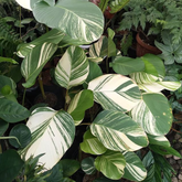 Calathea Lutea Variegated - Ornamental Live Plant (Home & Garden)