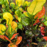 Apple Croton Live Plant | Colourful Foliage Ornamental Plant for Home & Garden