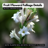 Rajnigandha, Tuberose Flowering Live plant(Home & Garden)