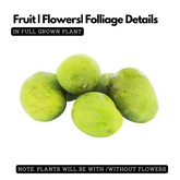 Chandrakaran Mango Plant (Mangifera indica) Fruit Live Plant (Home & Garden)