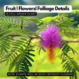 Shami Plant / Vanni Maram (Prosopis Cineraria) Ornamental/Medicinal Live Plant (Home & Garden)