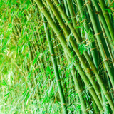 Rangoon bamboo|Bambusa tulda(Avenue Tree) Live Plant (Home & Garden)