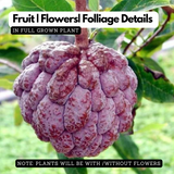 Red Custard Apple / Seethapazham (Grafted) (Annona reticulata) Fruit Live Plant (Home & Garden)