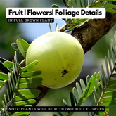 Nelli / Amla Tree / Indian Gooseberry (Phyllanthus emblica) Fruit/Medicinal Live Plant (Home & Garden)