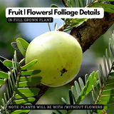 Nelli / Amla Tree / Indian Gooseberry (Phyllanthus emblica) Fruit/Medicinal Live Plant (Home & Garden)