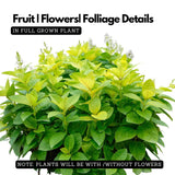 Eranthemum/Kodia Yellow(Pseudoeranthemum reticulatum) Flowering/Ornamental Live Plant (Home & Garden)