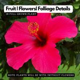 Viceroy Hibiscus / Chembarathi / China rose / Shoeblack Plant (Hibiscus rosa-sinensis) Flowering/Ornamental Live Plant (Home & Garden)