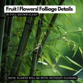 Green Bamboo (Bambusa vulgaris) Ornamental Live Plant (Home & Garden)