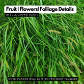 Navagraha: Kethu (Plant: Darbha / Kusha Grass / Desmostachya bipinnata)Live Plant (Home & Garden) (Copy)