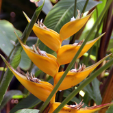 Heliconia Island Yellow (genus Heliconia) Flowering/Ornamental Live Plant (Home & Garden)