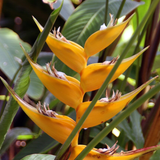 Heliconia Island Yellow (genus Heliconia) Flowering/Ornamental Live Plant (Home & Garden)