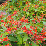 Hamelia Patens | Firebush, Hummingbird Bush, Scarlet Bush Flowering / Ornamental Live Plant (Home & Garden) (Copy)