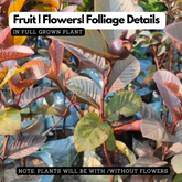 Red Apple Guava Live Live Fruit Plant (Home & Garden)