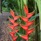 Heliconia Bihai Red (genus Heliconia) Flowering/Ornamental Live Plant (Home & Garden)