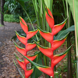 Heliconia Bihai Red (genus Heliconia) Flowering/Ornamental Live Plant (Home & Garden)