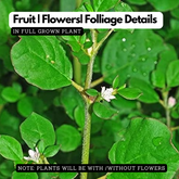 Thazhuthama (Boerhaavia Diffusa)Tamilama / Punarnava / Beshakapore /  Medicinal Live Plant (Home & Garden)