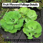 Water Lettuce (Pistia Stratiotes) Aquatic Live Plant (Home & Garden)