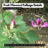 Mandaram Violet (Bauhinia variegata) Flowering/Ornamental Live Plant (Home & Garden)