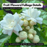 Flowering Plant Birth Star: Anizham (Plant: Jasmine / Mulla / Jasminum sambac) / Flowering / Ornamental Live Plant (H&G)