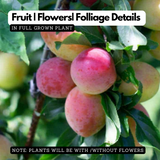 Indonesian Plum / Plum Plant (Prunus domestica) Fruit Live Plant (Home & Garden)