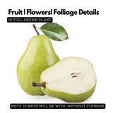 Japanese Babugosha Plant (Pyrus communis.) Fruit Live Plant (Home & Garden)