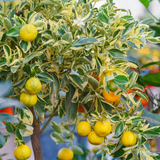 Variegated Lemon Live Plant (Citrus limon) Fruit Live plant (Home&Garden)