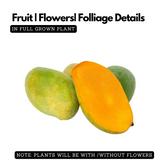 Jehangir Mango Plant (Mangifera indica) Fruit Live Plant (Home & Garden)