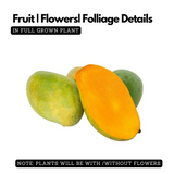 Jehangir Mango Plant (Mangifera indica) Fruit Live Plant (Home & Garden)