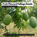 Himayat/Hamam/Imam Pasand Mango Plant (Mangifera indica) Grafted Fruit Live Plant (Home & Garden)