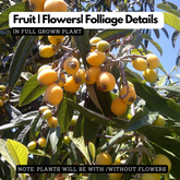 Loquat Plum Plant (Eriobotrya japonica) Fruit Live Plant (Home & Garden)