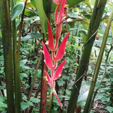 Heliconia Red Carpet (genus Heliconia) Flowering/Ornamental Live Plant (Home & Garden)