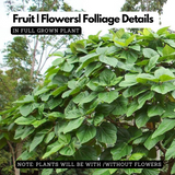 Thanal Athi / Roxburgh fig / Elephant Ear Fig / Shade Fig Live Plant (Home & Garden) Live Plant (Home & Garden)