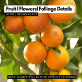 Nagpur Orange Grafted Live Fruit Plant (Home & Garden)