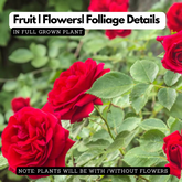 Red Rose (Rosa meldomonac.) Flowering/Ornamental Live Plant (Home & Garden)