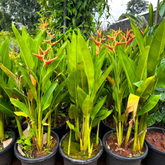 Water Heliconia (genus Heliconia) Flowering/Ornamental Live Plant (Home & Garden)