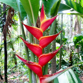 Heliconia Kawauchi (genus Heliconia) Flowering/Ornamental Live Plant (Home & Garden)