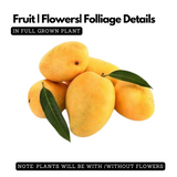 Malgova Mango Plant (Mangifera indica) Fruit Live Plant (Home & Garden)