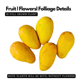 Katimon Mango Plant (Mangifera indica) Fruit Live Plant (Home & Garden)