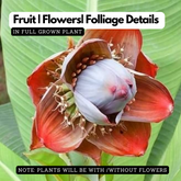 Kalluvazha / Malavazha / Rock Banana (Ensete Superbum) Fruit Live Plant (Home & Garden)
