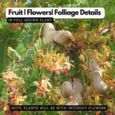 Sweet Tamarind / Madhura Puli / Valanpuli (tamarindus indica) (Grafted) Live Fruit Plant (Home & Garden)