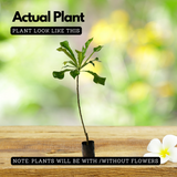 Plumeria (Plumeria rubra) Champa / Frangipani Flowering / Ornamental Live Plant (Home & Garden)