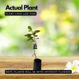 Red Custard Apple / Seethapazham (Grafted) (Annona reticulata) Fruit Live Plant (Home & Garden)