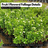 Mussaenda Lutea Flowering/Ornamental Shrub Live Plant (Home & Garden)