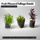 Vertical Plants Combo – Alternanthera Green, Alternanthera Purple & Star Grass (Hemigraphis repanda) | Pack of 9 Live Plants (3 Each) | Ideal for Vertical Garden & Landscape