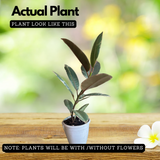 Rubber Plant (Ficus elastica Ruby ) - Live Plant (Home & Garden)