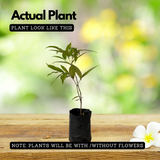 Wild Blueberry /Kaayaaboo(Memecylon umbellatum) Fruit Live Plant (Home & Garden)