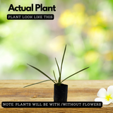 Rajnigandha, Tuberose Flowering Live plant(Home & Garden)