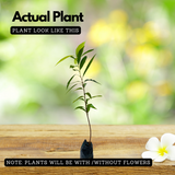 Rose Apple / Rose Java Apple (Syzygium jambos) Fruit Live Plant (Home & Garden)