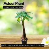 Pachira Money Plant Long Varient | Malabar Chestnut (Pachira aquatica)- Live Plant (Home & Garden)